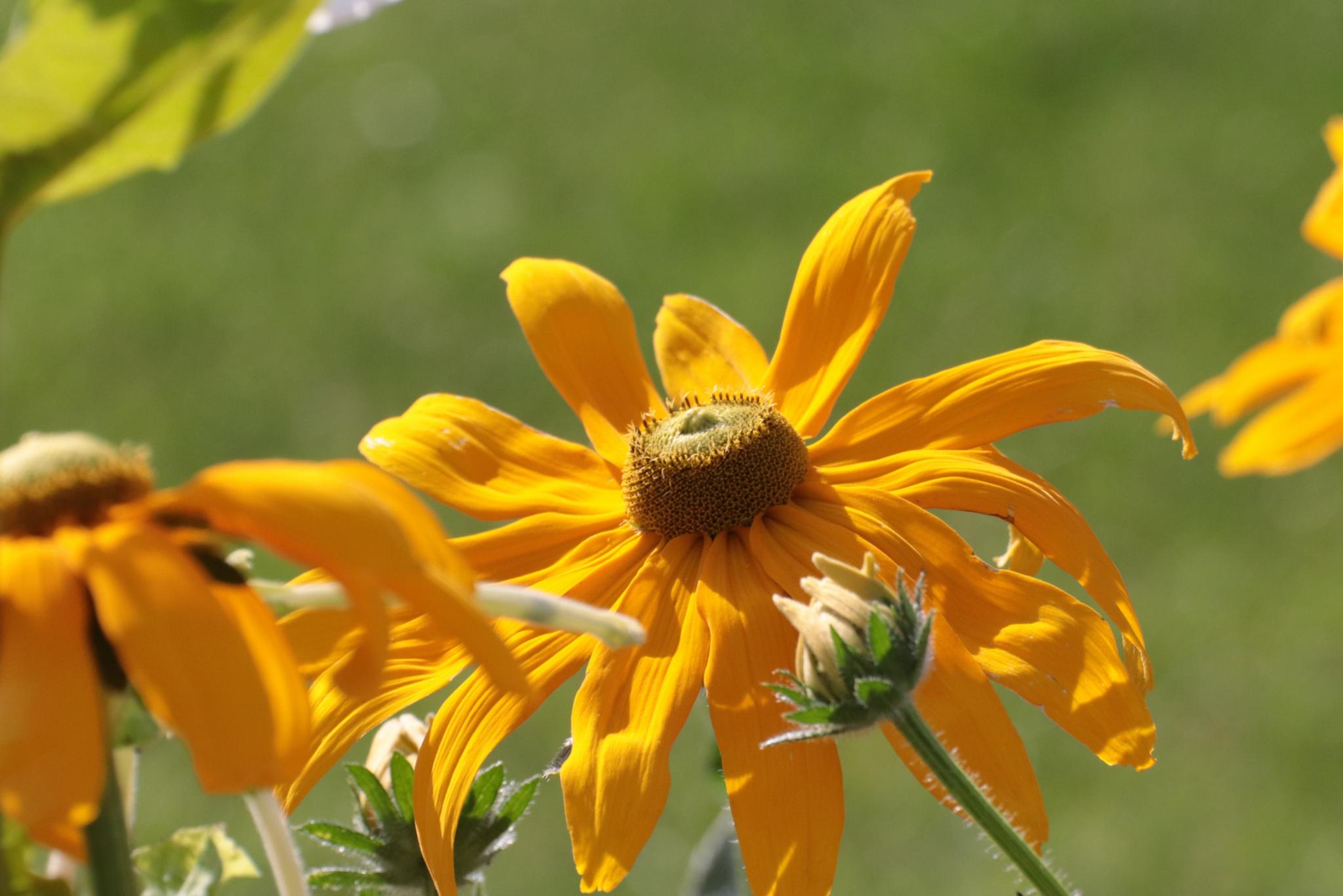 Sommerblumen