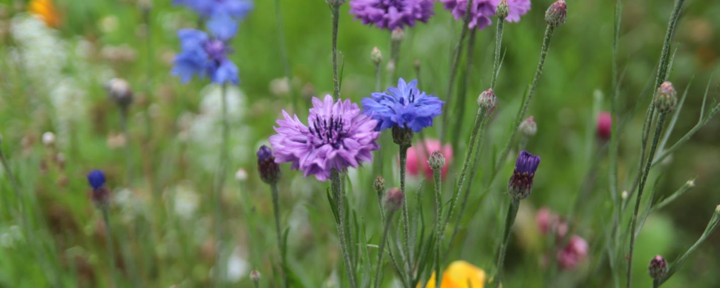 Sommerblumen