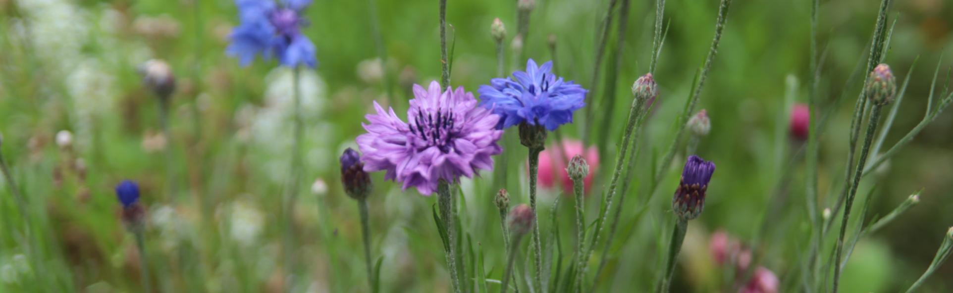 Sommerblumen