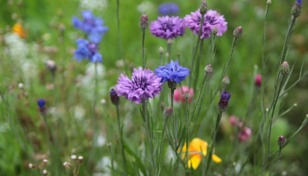 Sommerblumen
