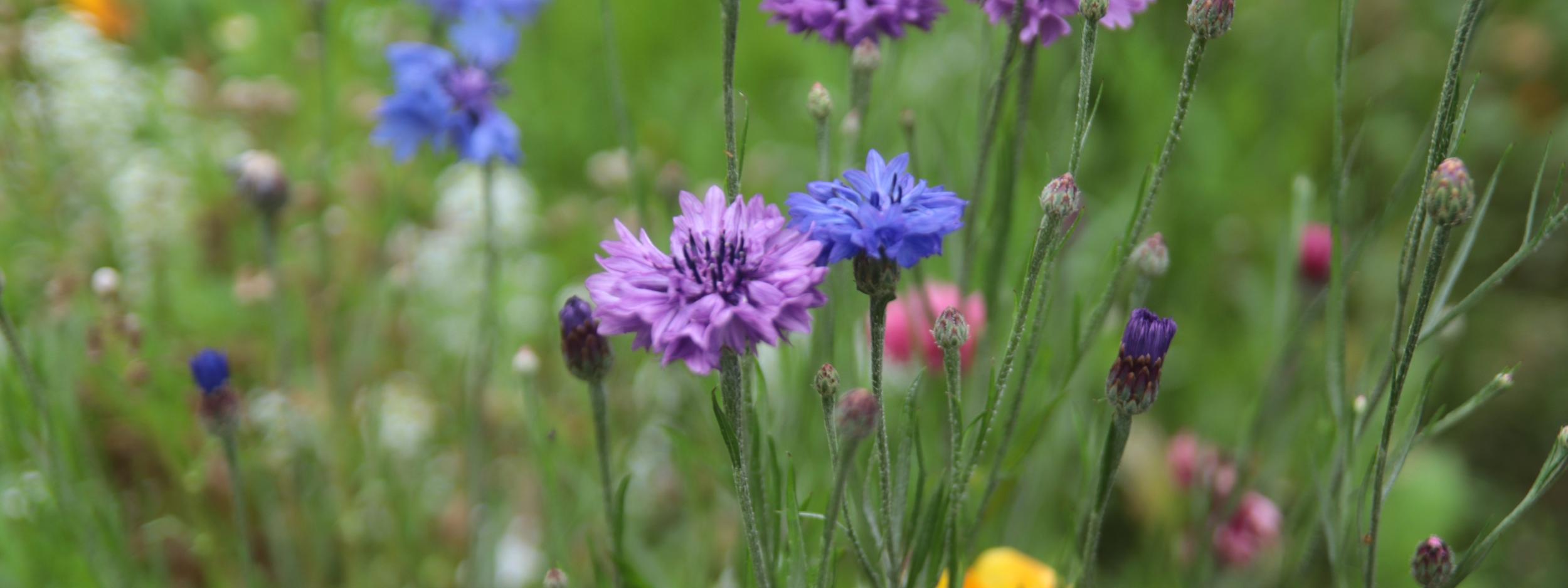 Sommerblumen