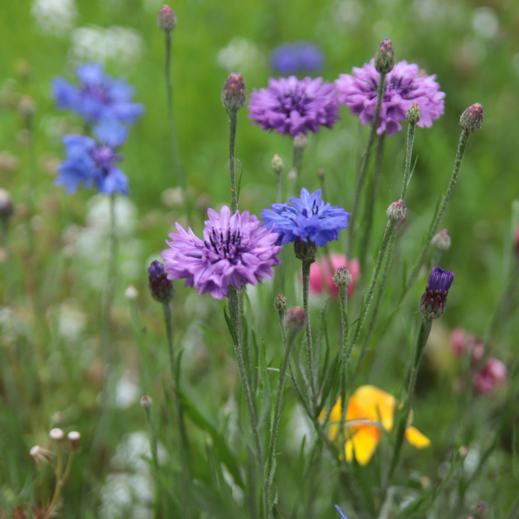 Sommerblumen