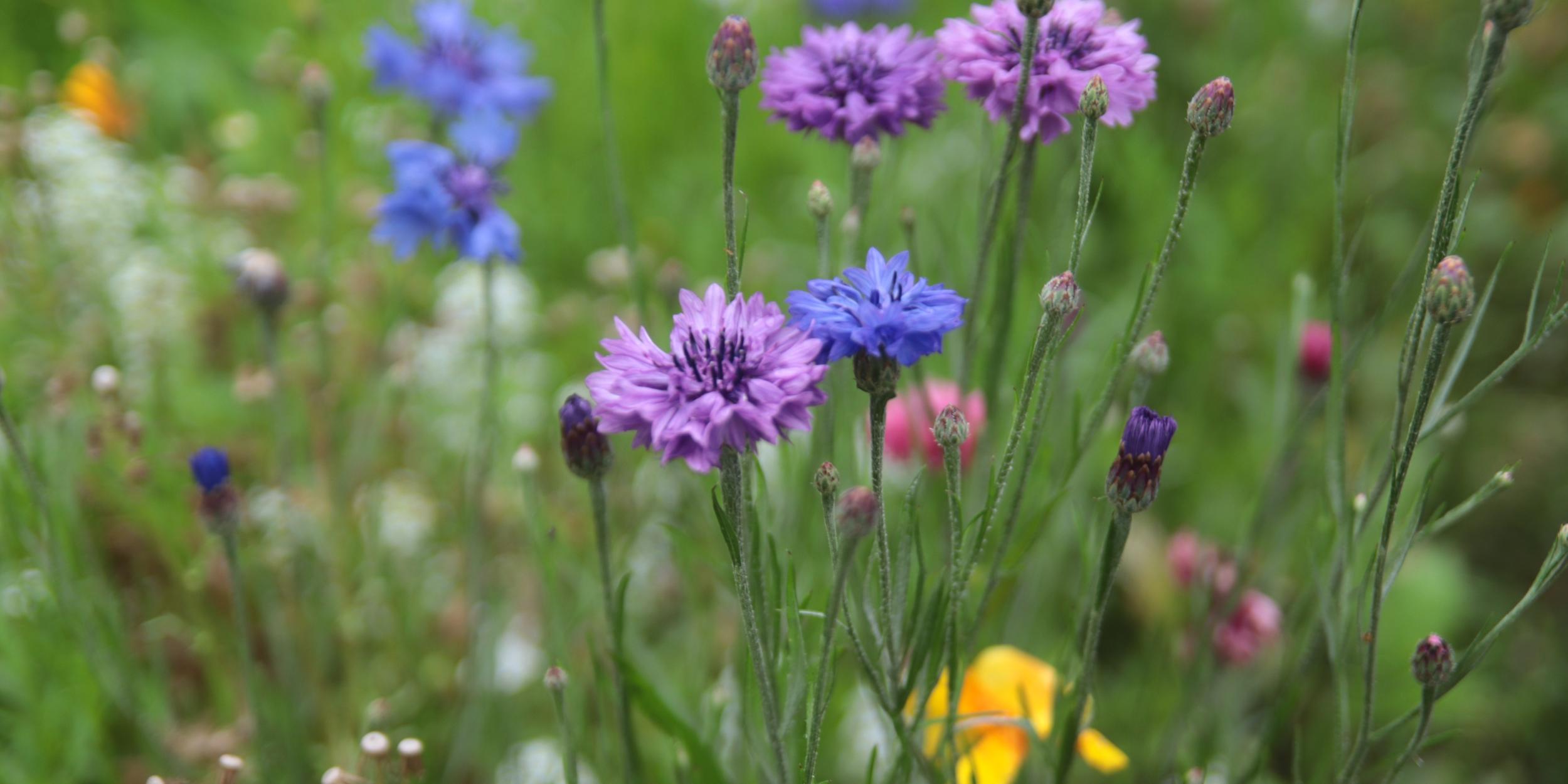 Sommerblumen