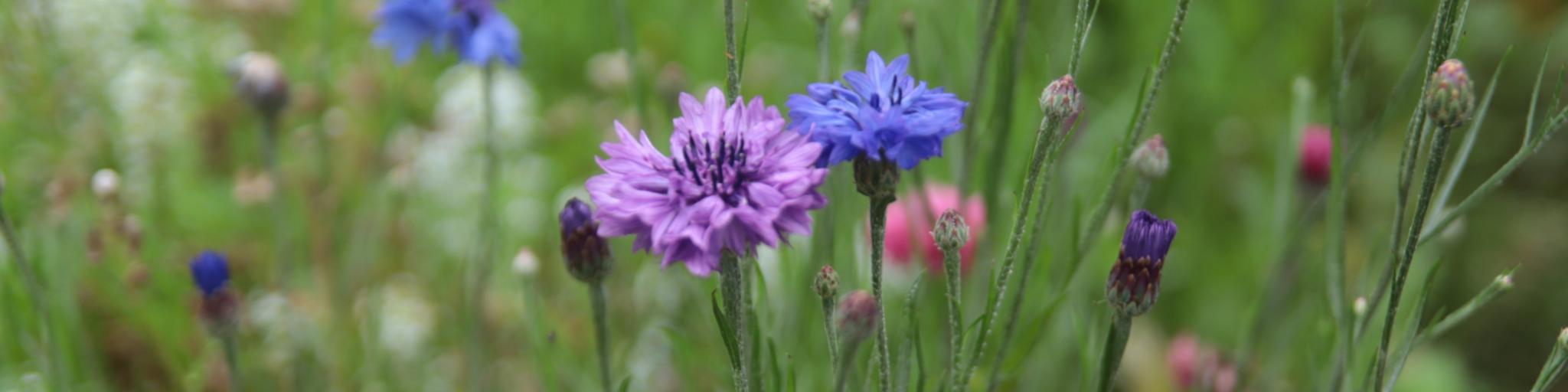Sommerblumen