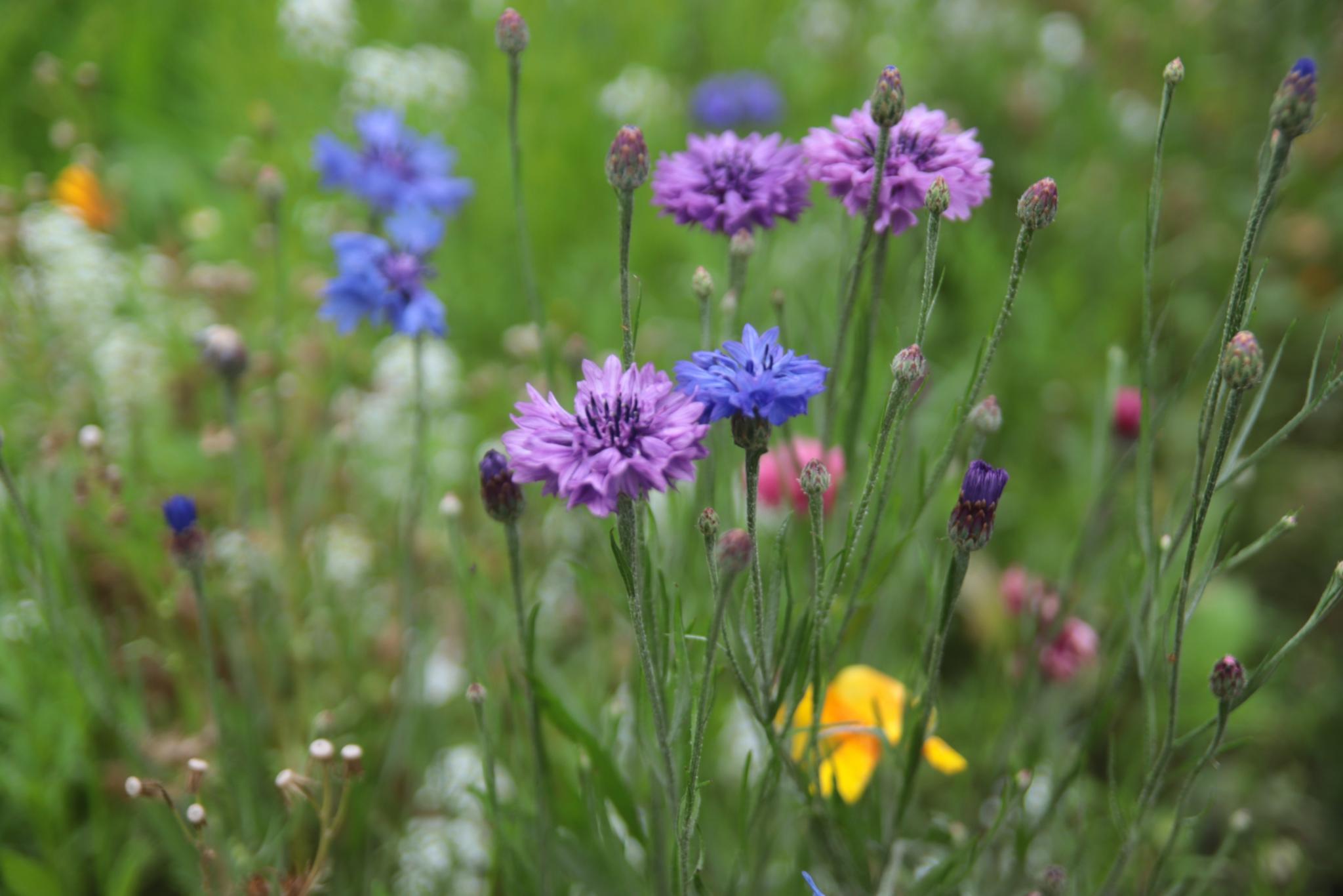 Sommerblumen