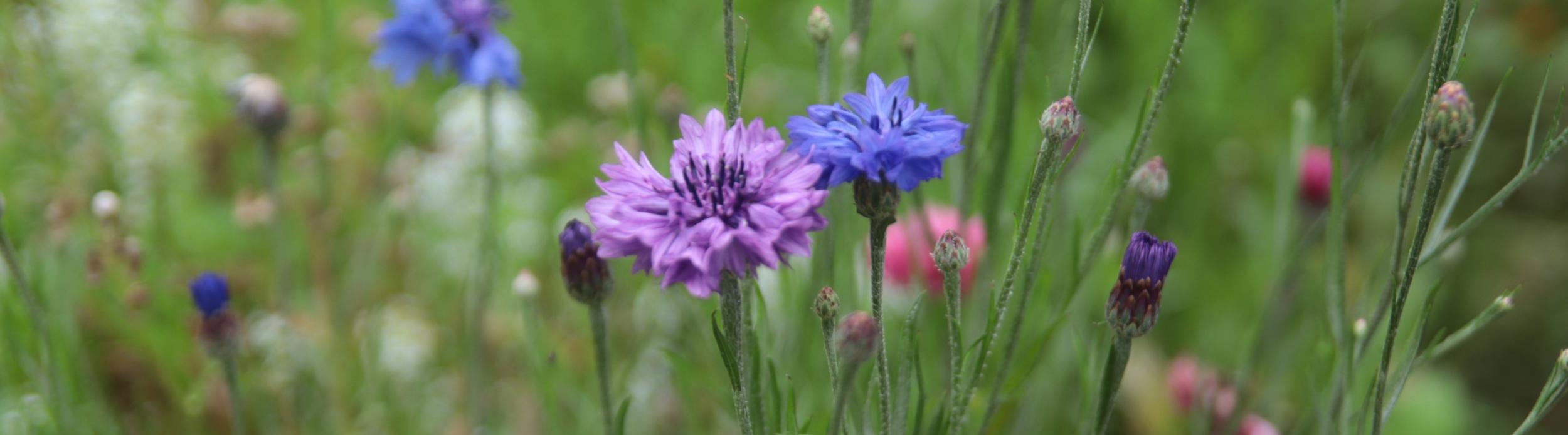 Sommerblumen