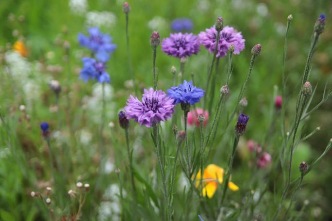 Sommerblumen