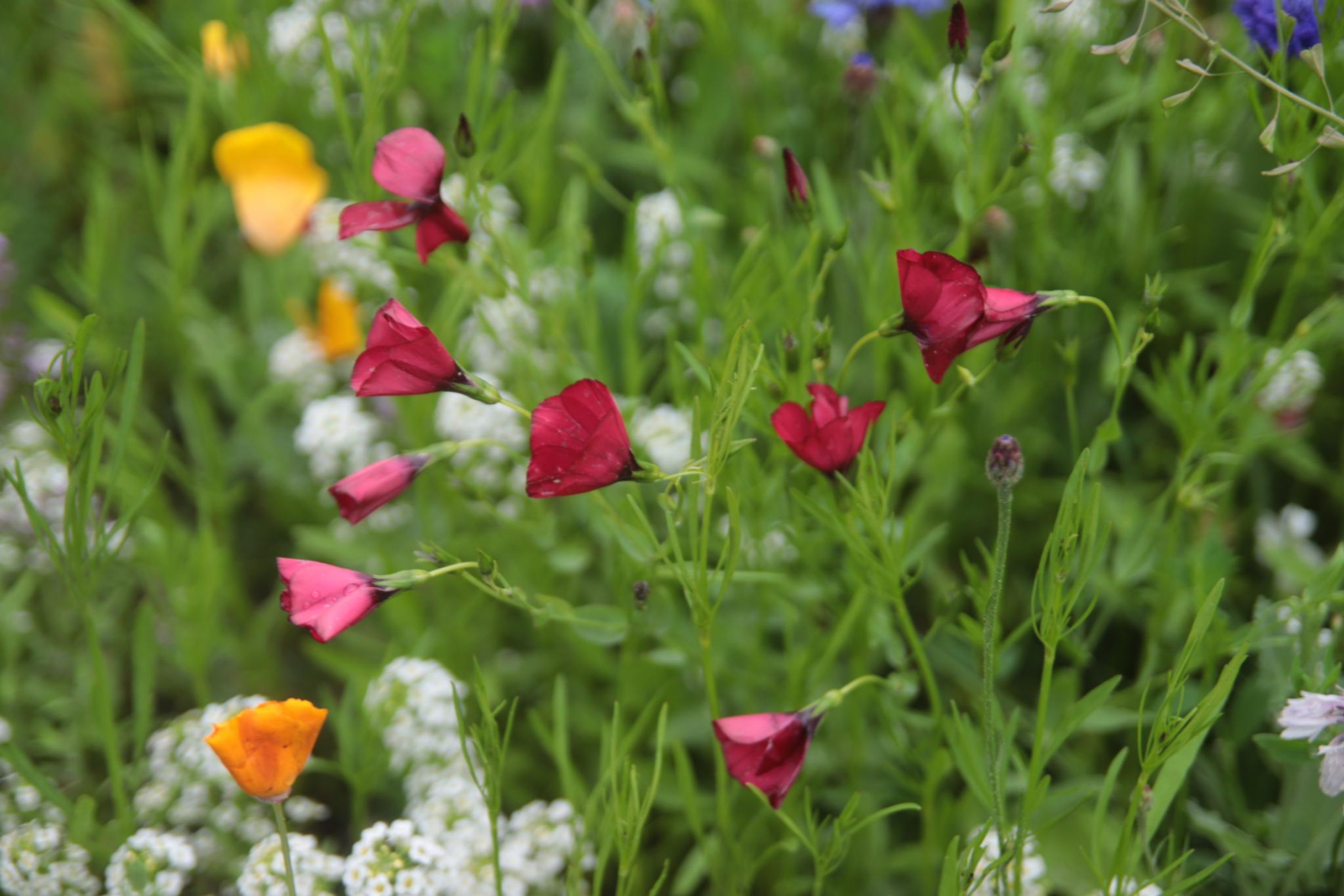 Sommerblumen