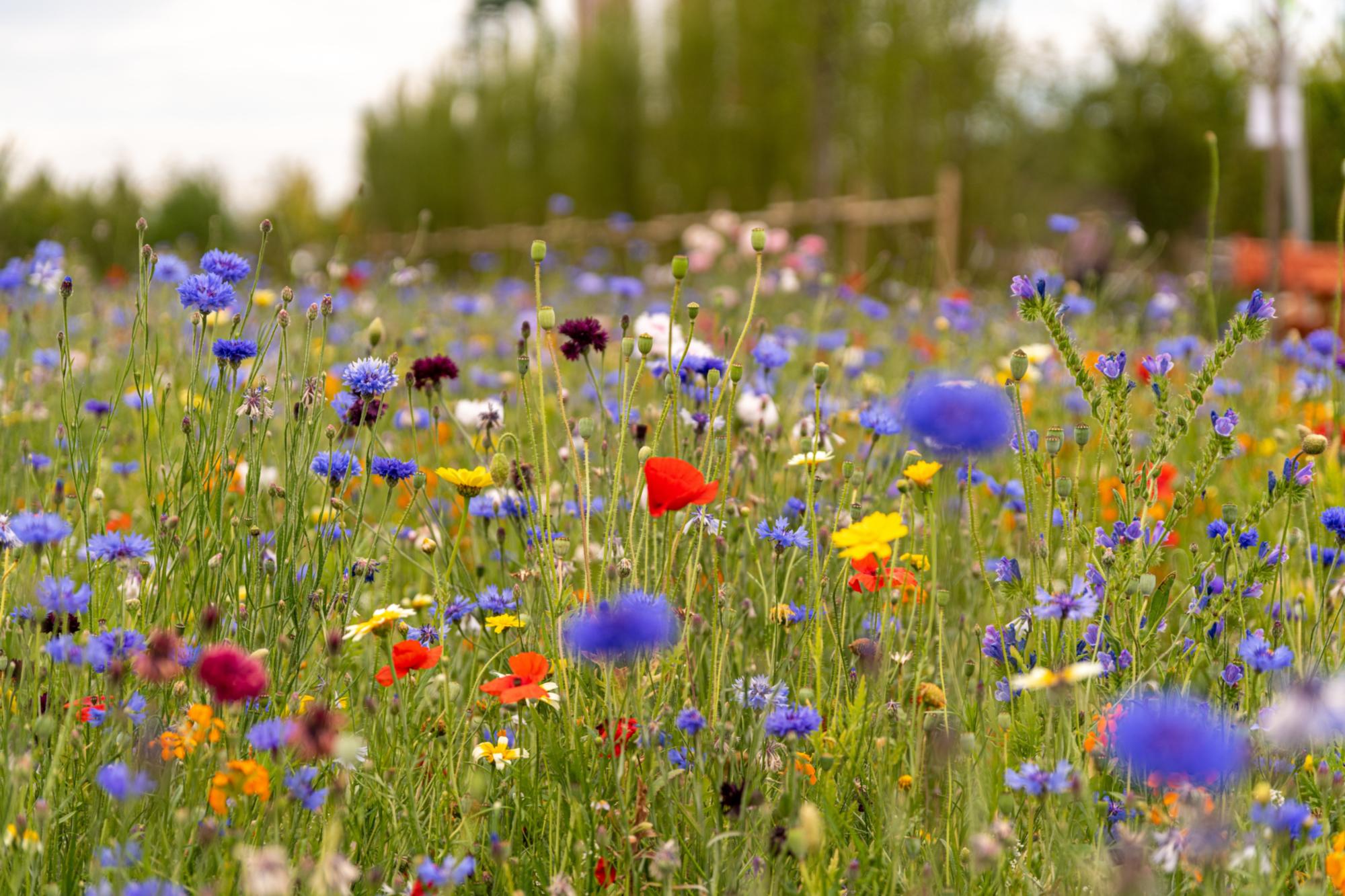 Blumenwiese