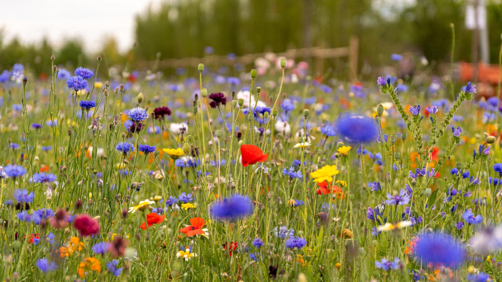 Blumenwiese