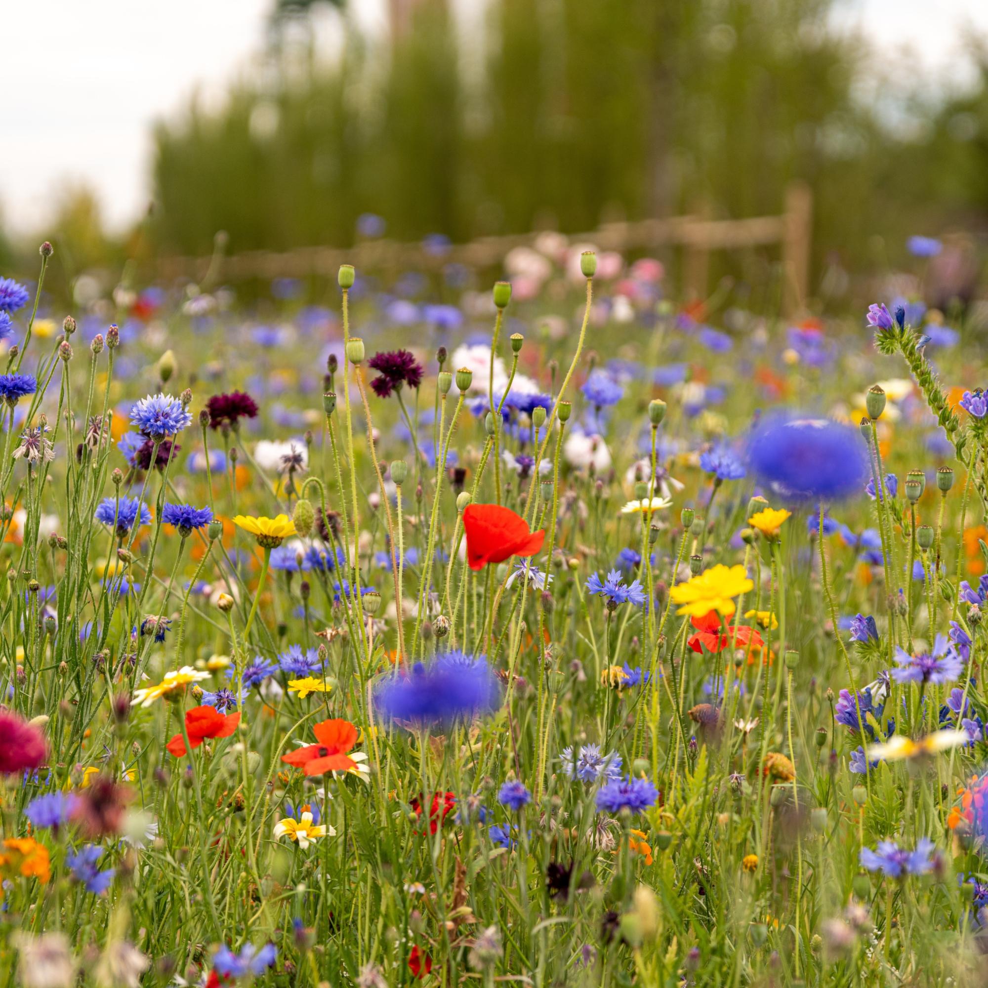 Blumenwiese