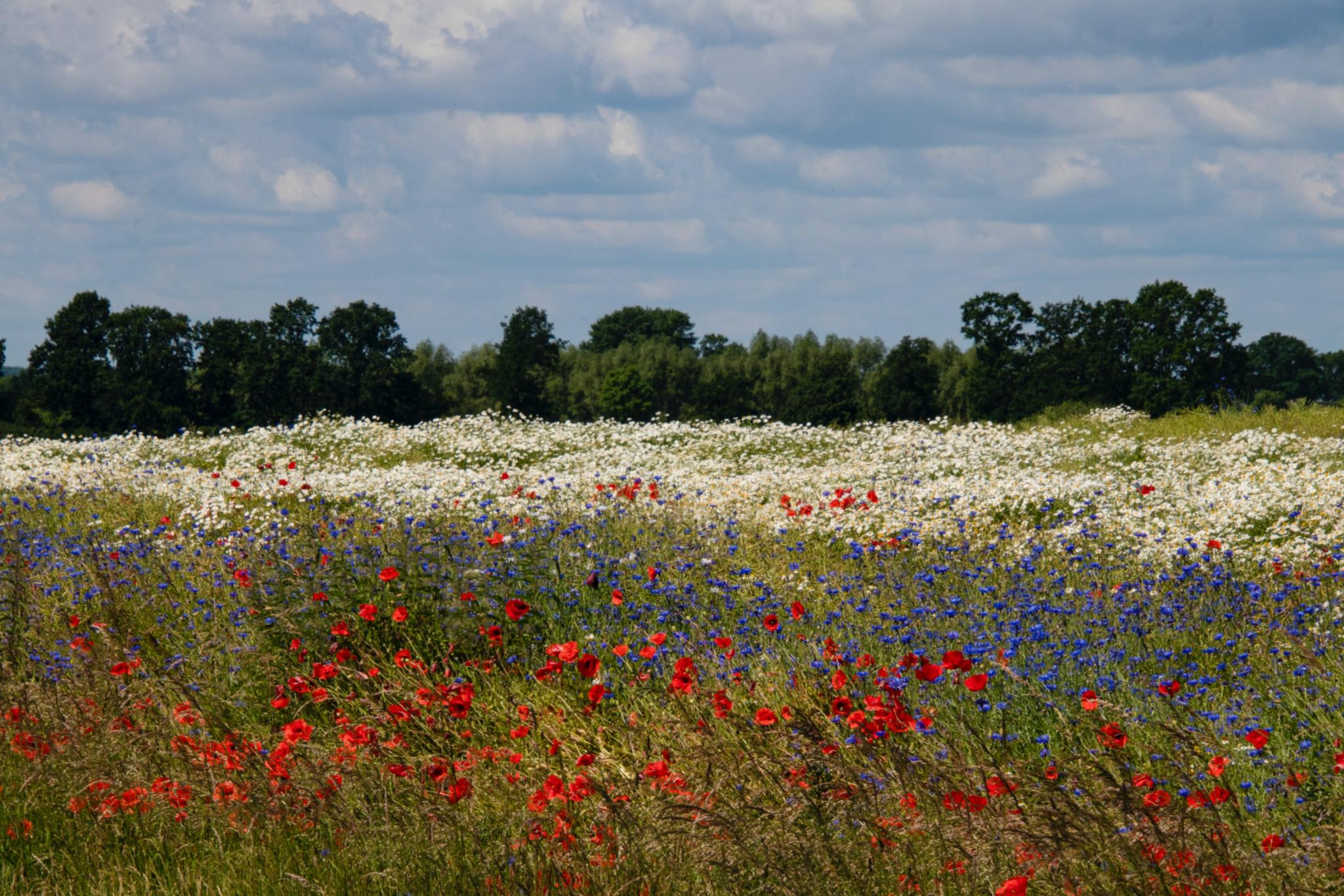 Blumenwiese